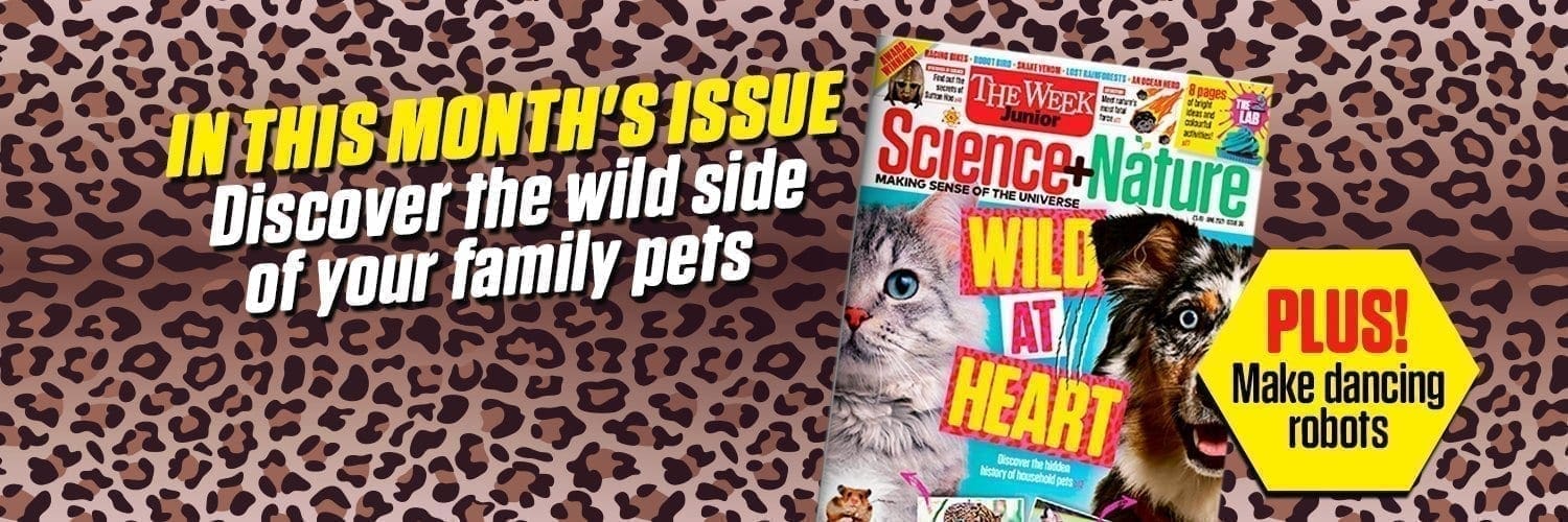 Cheetah print background with magazine & words 